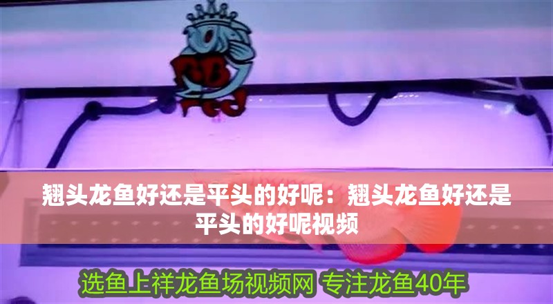 翹頭龍魚好還是平頭的好呢：翹頭龍魚好還是平頭的好呢視頻