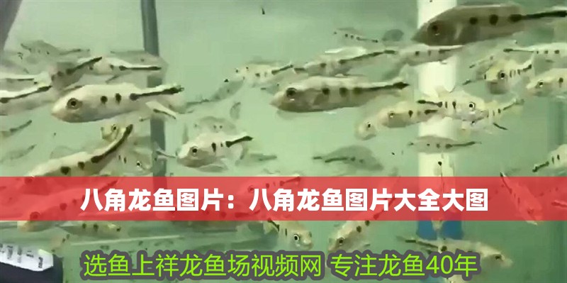 八角龍魚圖片：八角龍魚圖片大全大圖 八角龍魚圖片：八角龍魚圖片大全大圖 水族問答