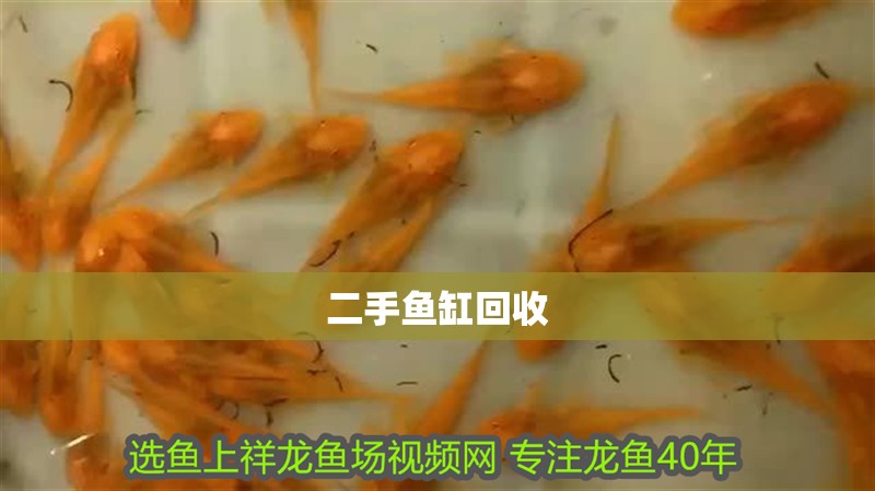 二手魚缸回收 二手魚缸回收 龍魚百科 第1張