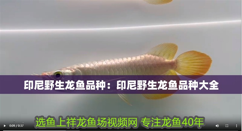 印尼野生龍魚品種：印尼野生龍魚品種大全