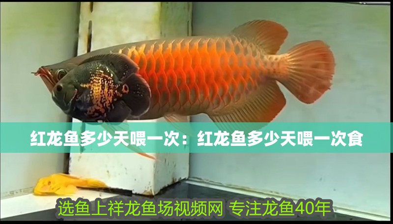 紅龍魚多少天喂一次：紅龍魚多少天喂一次食 紅龍魚多少天喂一次：紅龍魚多少天喂一次食 水族問答