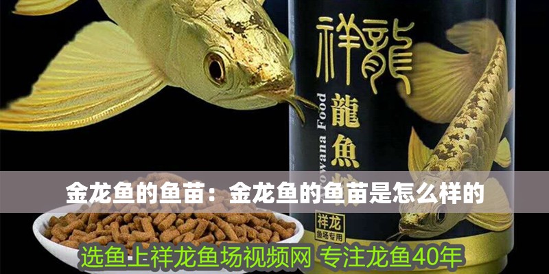 金龍魚的魚苗:金龍魚的魚苗是怎么樣的 水族問答 金龍魚的魚苗:金龍魚的魚苗是怎么樣的 金龍魚的魚苗:金龍魚的魚苗是怎么樣的 水族問答