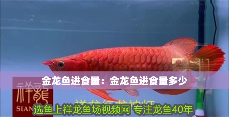 金龍魚進食量：金龍魚進食量多少 金龍魚進食量：金龍魚進食量多少 水族問答