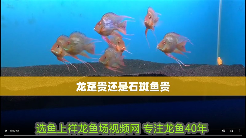 龍躉貴還是石斑魚貴