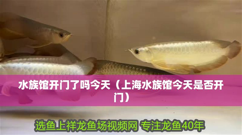 水族館開門了嗎今天（上海水族館今天是否開門） 水族館開門了嗎今天（上海水族館今天是否開門） 水族館百科（水族館加盟） 第1張