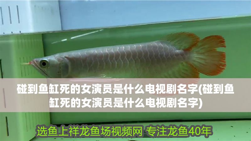 碰到魚缸死的女演員是什么電視劇名字(碰到魚缸死的女演員是什么電視劇名字)