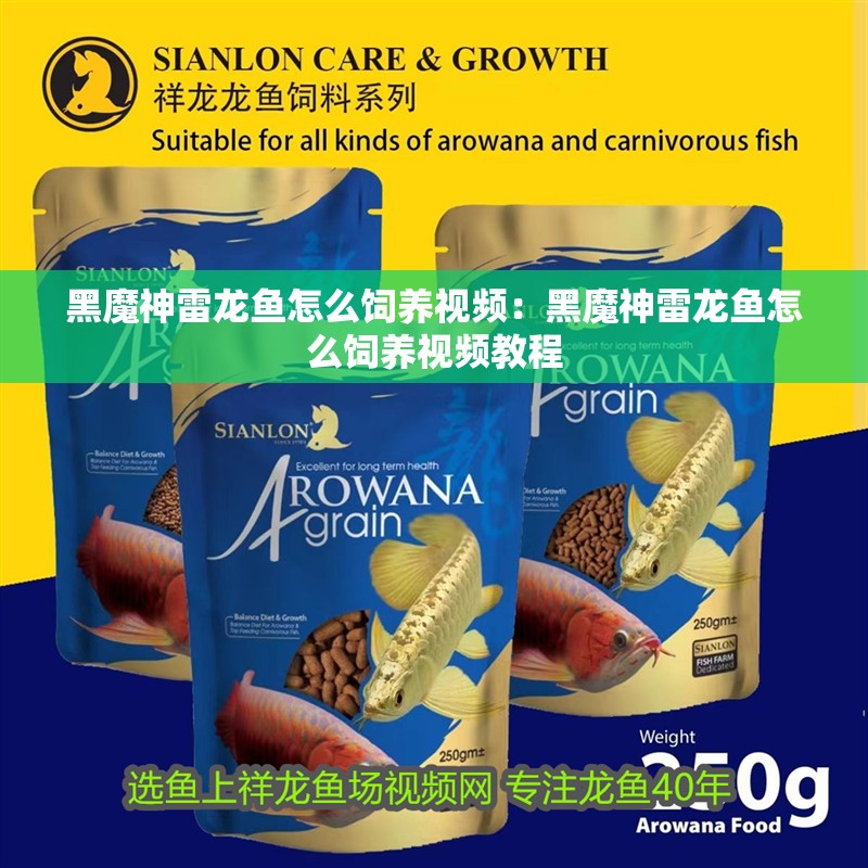 黑魔神雷龍魚怎么飼養視頻：黑魔神雷龍魚怎么飼養視頻教程 黑魔神雷龍魚怎么飼養視頻：黑魔神雷龍魚怎么飼養視頻教程 水族問答