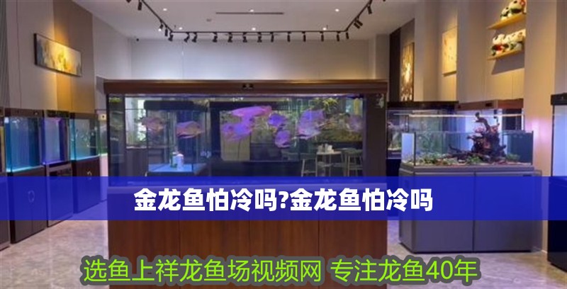 金龍魚怕冷嗎?金龍魚怕冷嗎