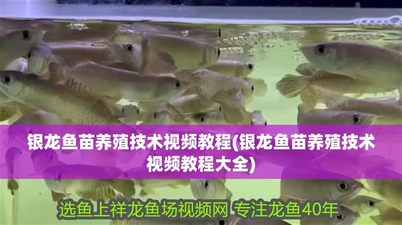銀龍魚苗養殖技術視頻教程(銀龍魚苗養殖技術視頻教程大全)