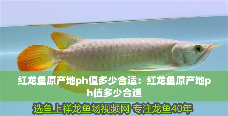 紅龍魚原產地ph值多少合適：紅龍魚原產地ph值多少合適