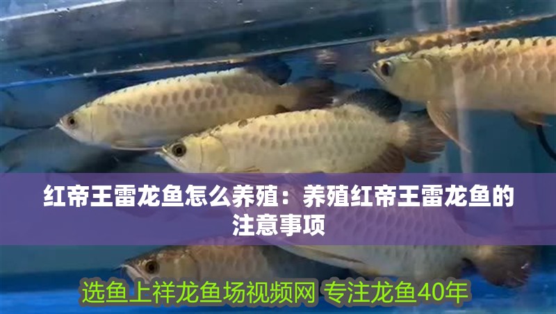 紅帝王雷龍魚怎么養殖：養殖紅帝王雷龍魚的注意事項