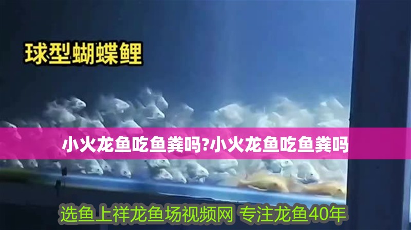 小火龍魚吃魚糞嗎?小火龍魚吃魚糞嗎
