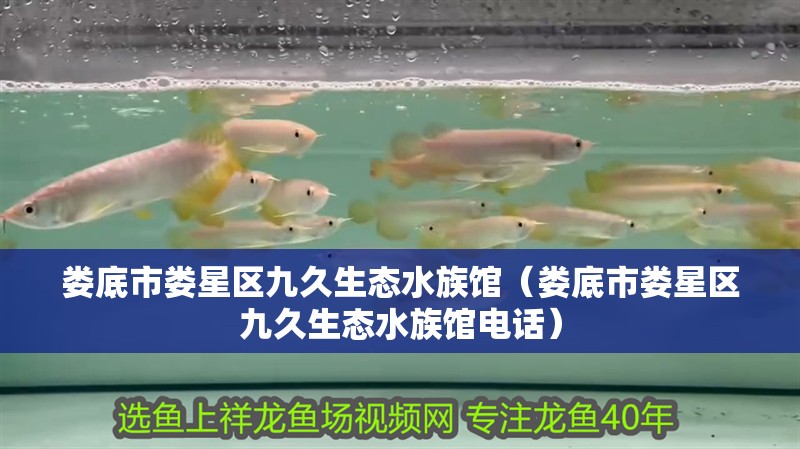婁底市婁星區九久生態水族館（婁底市婁星區九久生態水族館電話）