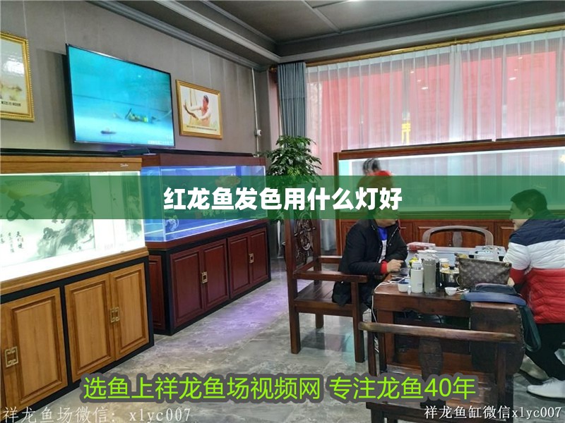 紅龍魚發色用什么燈好