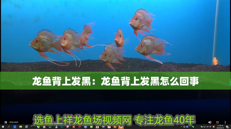 龍魚背上發(fā)黑：龍魚背上發(fā)黑怎么回事