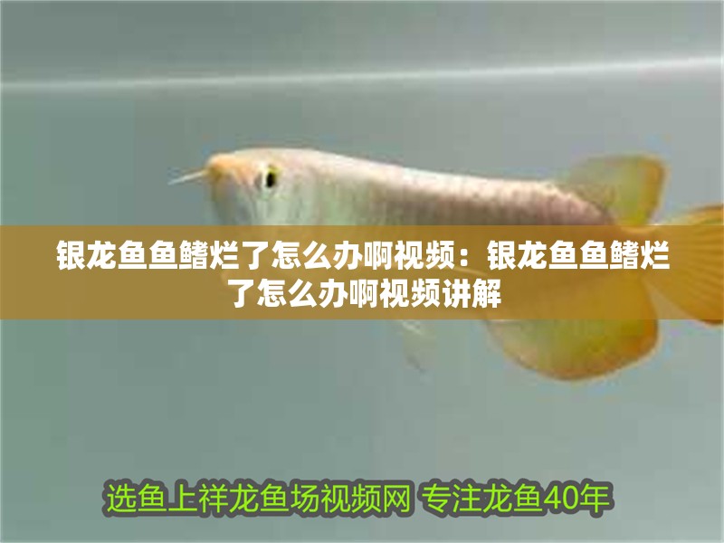 銀龍魚魚鰭爛了怎么辦啊視頻:銀龍魚魚鰭爛了怎么辦啊視頻講解 水族問答 銀龍魚魚鰭爛了怎么辦啊視頻:銀龍魚魚鰭爛了怎么辦啊視頻講解 銀龍魚魚鰭爛了怎么辦啊視頻:銀龍魚魚鰭爛了怎么辦啊視頻講解 水族問答