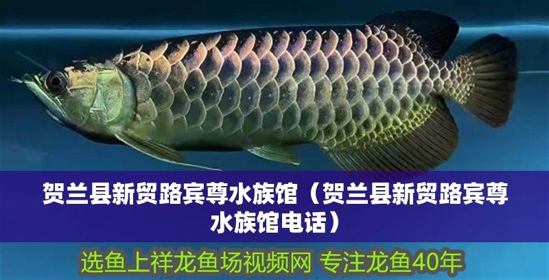 賀蘭縣新貿路賓尊水族館（賀蘭縣新貿路賓尊水族館電話）