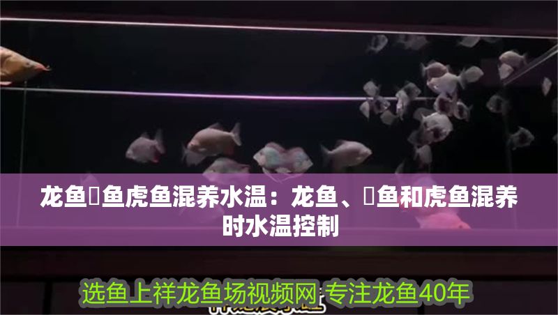龍魚魟魚虎魚混養(yǎng)水溫：龍魚、魟魚和虎魚混養(yǎng)時(shí)水溫控制