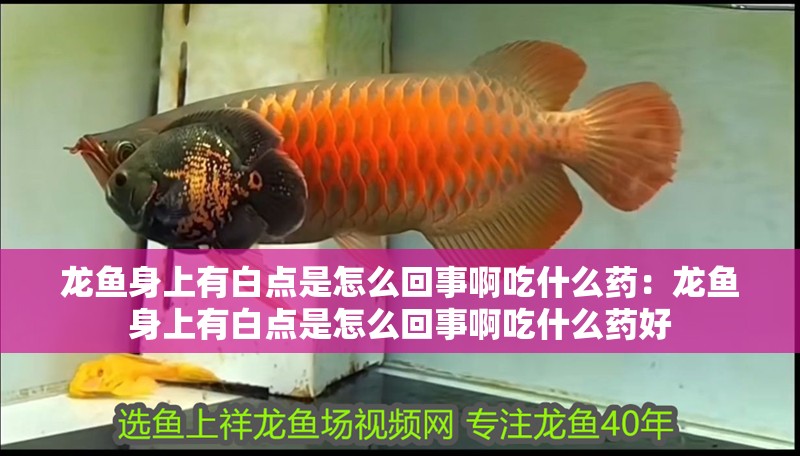 龍魚身上有白點是怎么回事啊吃什么藥：龍魚身上有白點是怎么回事啊吃什么藥好