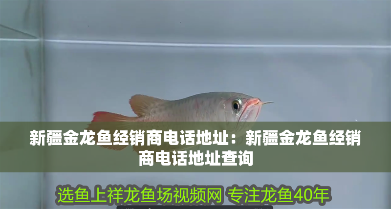 新疆金龍魚經銷商電話地址:新疆金龍魚經銷商電話地址查詢 水族問答 新疆金龍魚經銷商電話地址:新疆金龍魚經銷商電話地址查詢 新疆金龍魚經銷商電話地址:新疆金龍魚經銷商電話地址查詢 水族問答