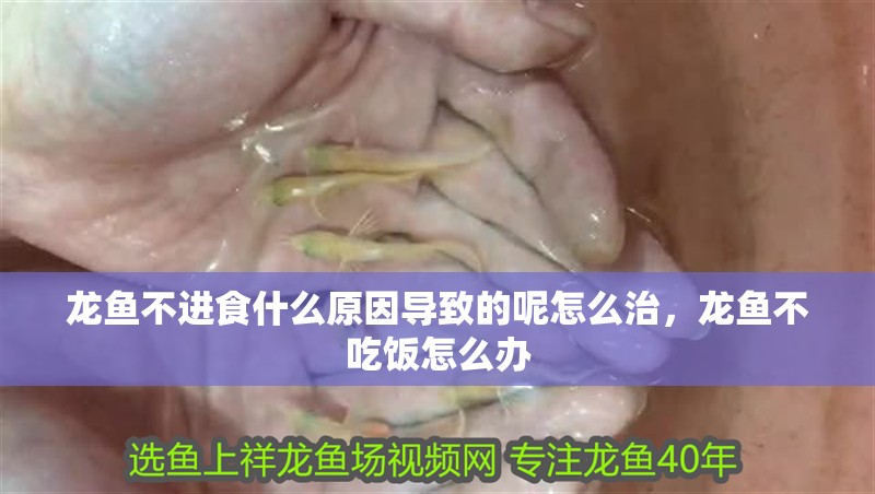 龍魚不進食什么原因導致的呢怎么治，龍魚不吃飯怎么辦