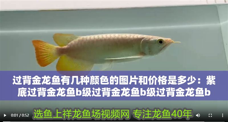過背金龍魚有幾種顏色的圖片和價(jià)格是多少：紫底過背金龍魚b級(jí)過背金龍魚b級(jí)過背金龍魚b級(jí)過背金龍魚