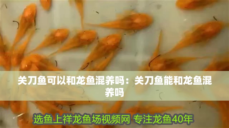 關刀魚可以和龍魚混養嗎：關刀魚能和龍魚混養嗎