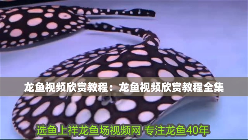 龍魚視頻欣賞教程：龍魚視頻欣賞教程全集