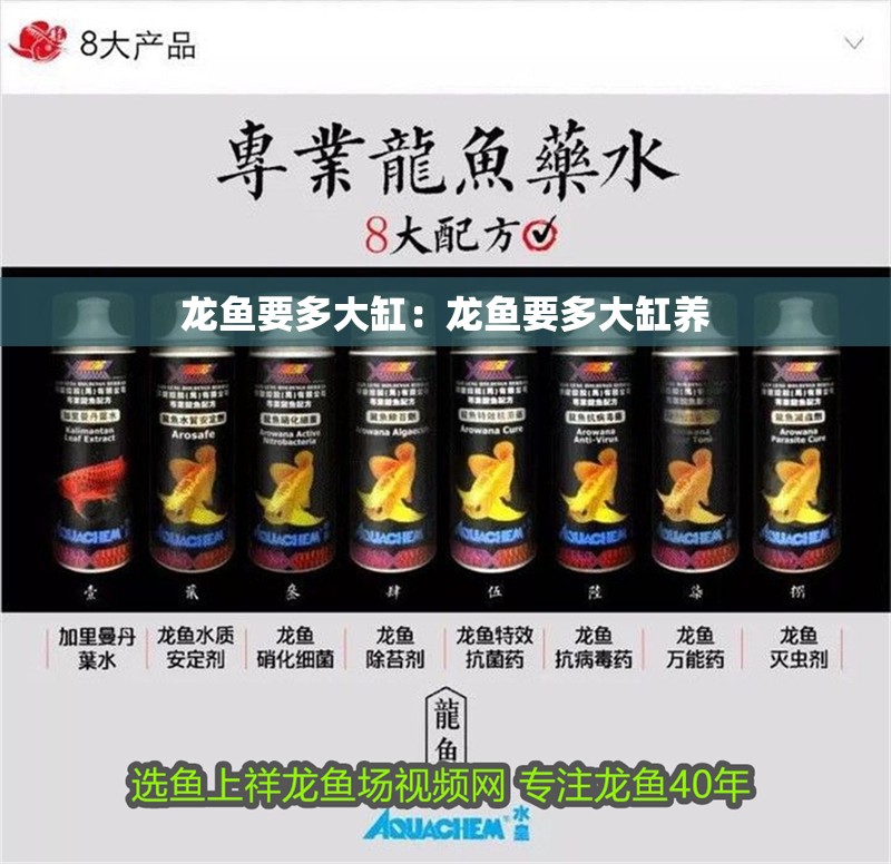 龍魚(yú)要多大缸：龍魚(yú)要多大缸養(yǎng)