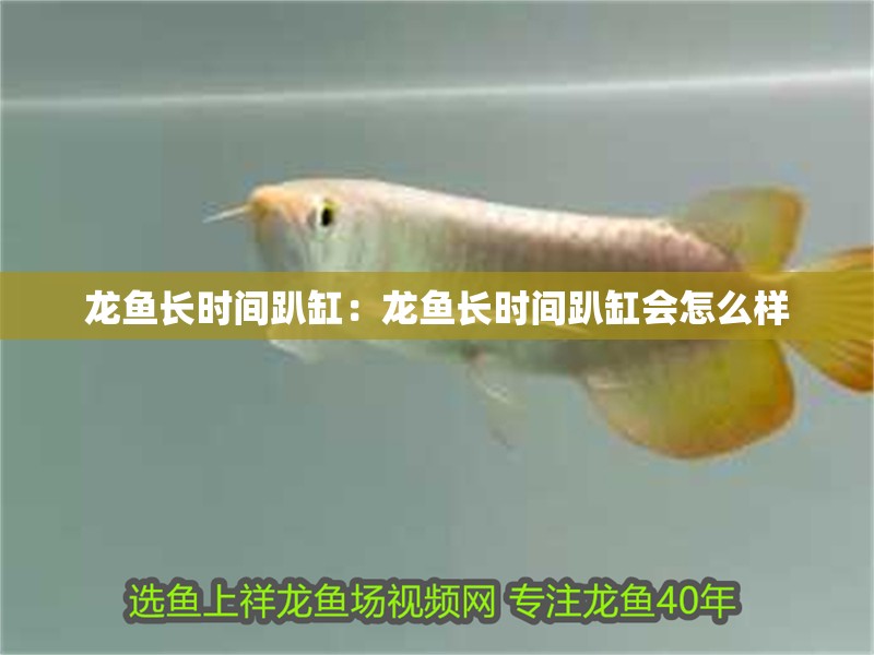 龍魚長時間趴缸：龍魚長時間趴缸會怎么樣