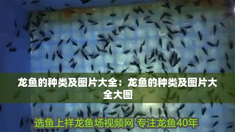 龍魚的種類及圖片大全：龍魚的種類及圖片大全大圖