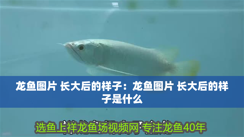 龍魚圖片 長大后的樣子：龍魚圖片 長大后的樣子是什么