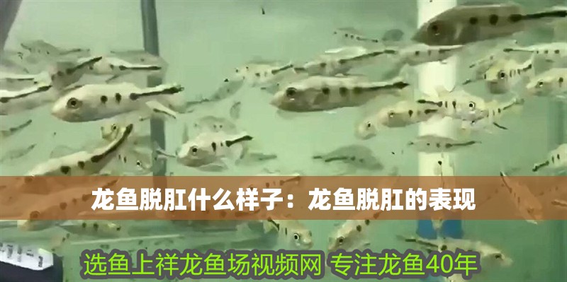 龍魚脫肛什么樣子：龍魚脫肛的表現(xiàn)