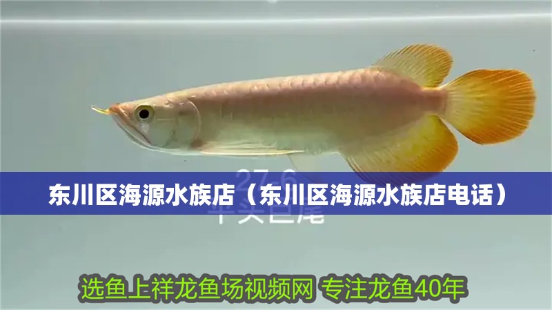 東川區(qū)海源水族店(東川區(qū)海源水族店電話) 全國水族館企業(yè)名錄 第1張 東川區(qū)海源水族店(東川區(qū)海源水族店電話) 東川區(qū)海源水族店(東川區(qū)海源水族店電話) 全國水族館企業(yè)名錄 第1張