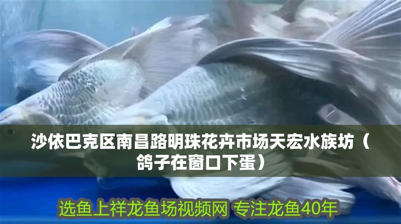 沙依巴克區南昌路明珠花卉市場天宏水族坊（鴿子在窗口下蛋）