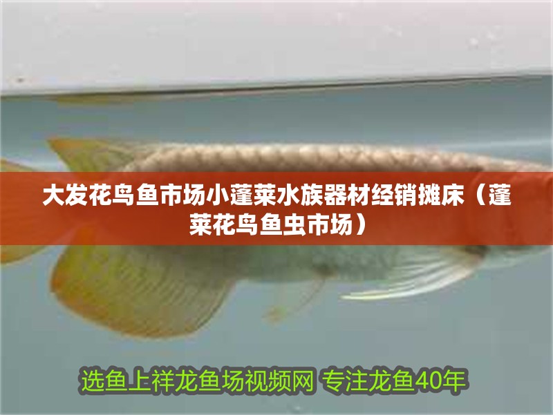 大發(fā)花鳥魚市場小蓬萊水族器材經(jīng)銷攤床（蓬萊花鳥魚蟲市場）