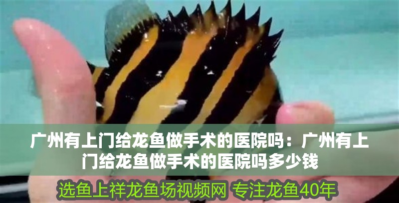 廣州有上門給龍魚做手術的醫院嗎：廣州有上門給龍魚做手術的醫院嗎多少錢