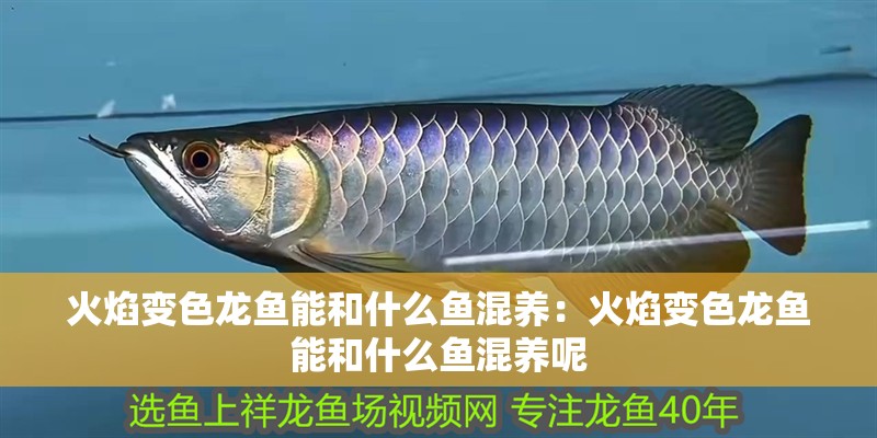 火焰變色龍魚能和什么魚混養：火焰變色龍魚能和什么魚混養呢