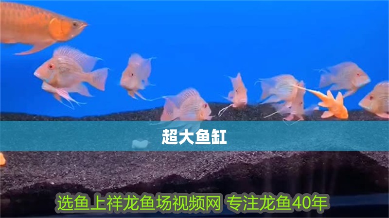 超大魚缸