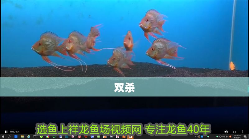 雙殺 紅龍魚百科 第2張 雙殺 雙殺 紅龍魚百科 第2張