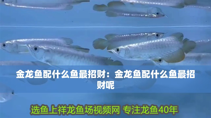 金龍魚配什么魚最招財：金龍魚配什么魚最招財呢