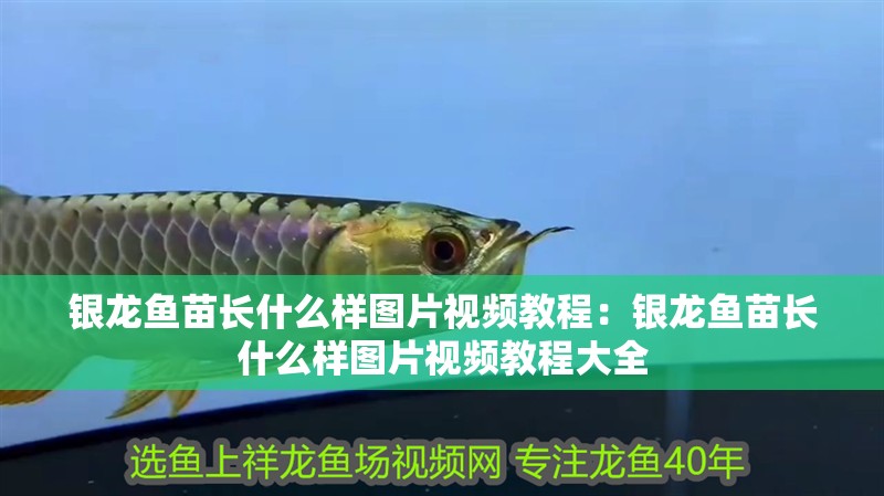 銀龍魚苗長什么樣圖片視頻教程：銀龍魚苗長什么樣圖片視頻教程大全