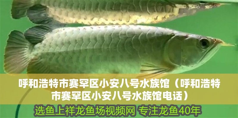 呼和浩特市賽罕區(qū)小安八號水族館（呼和浩特市賽罕區(qū)小安八號水族館電話）