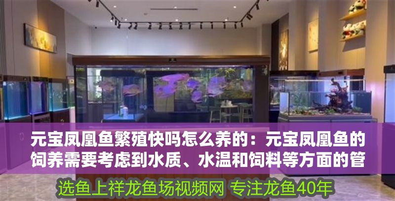 元寶鳳凰魚繁殖快嗎怎么養的：元寶鳳凰魚的飼養需要考慮到水質、水溫和飼料等方面的管理