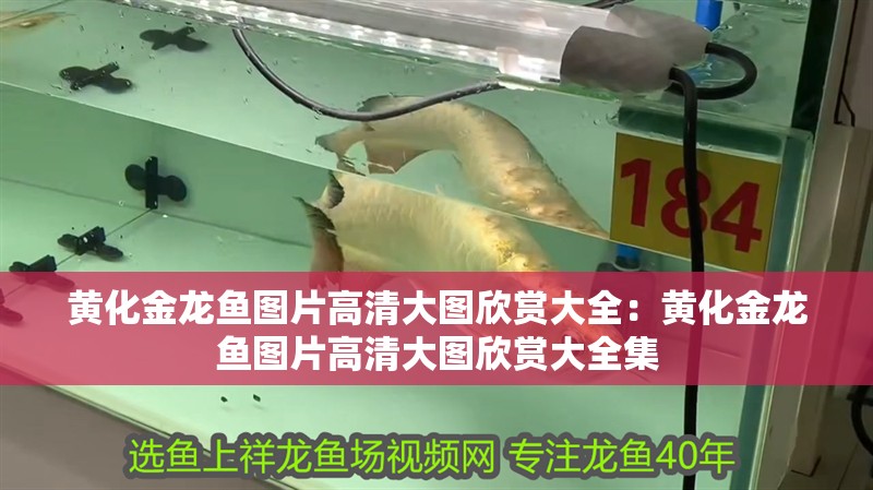 黃化金龍魚圖片高清大圖欣賞大全：黃化金龍魚圖片高清大圖欣賞大全集