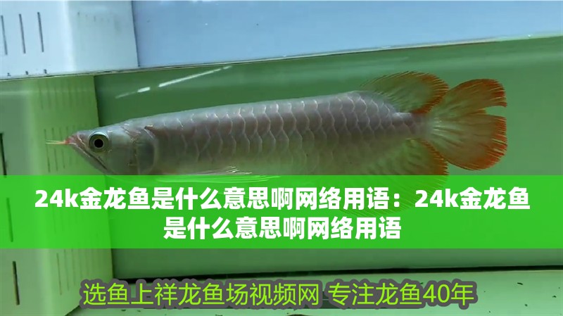 24k金龍魚(yú)是什么意思啊網(wǎng)絡(luò)用語(yǔ)：24k金龍魚(yú)是什么意思啊網(wǎng)絡(luò)用語(yǔ)
