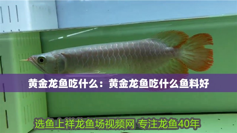 黃金龍魚吃什么：黃金龍魚吃什么魚料好