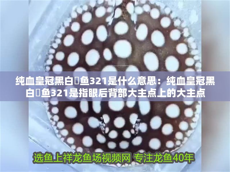 純血皇冠黑白魟魚321是什么意思:純血皇冠黑白魟魚321是指眼后背部大主點上的大主點 魟魚百科 第2張 純血皇冠黑白魟魚321是什么意思:純血皇冠黑白魟魚321是指眼后背部大主點上的大主點 純血皇冠黑白魟魚321是什么意思:純血皇冠黑白魟魚321是指眼后背部大主點上的大主點 魟魚百科 第2張