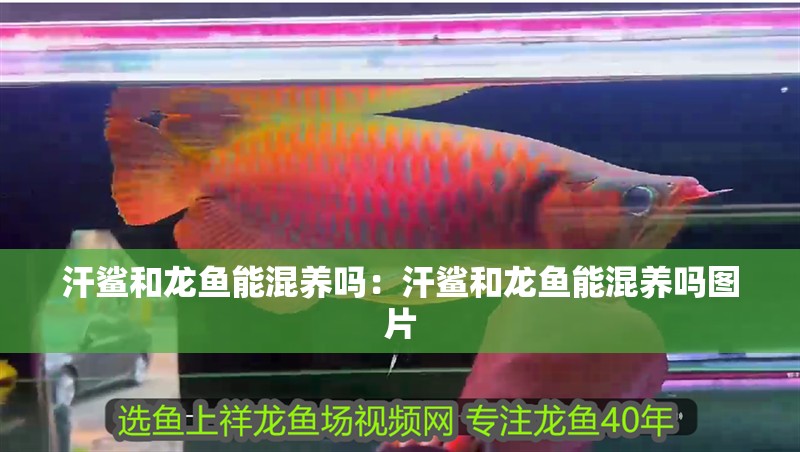 汗鯊和龍魚能混養嗎：汗鯊和龍魚能混養嗎圖片