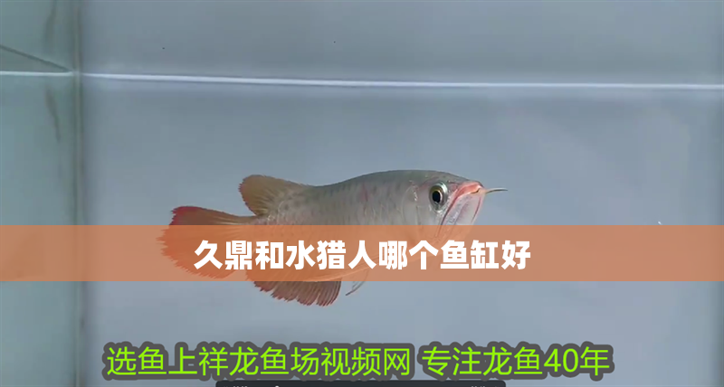 久鼎和水獵人哪個魚缸好 久鼎和水獵人哪個魚缸好 龍魚百科 第1張